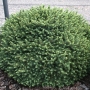 Eglė serbinė (Picea omorika) 'Karel'